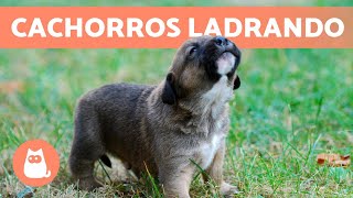 Los mejores LADRIDOS de PERROS CACHORROS 🐶 🔊 ¡Tiernos y Adorables [upl. by Elcin142]