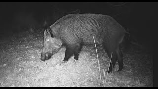 Fauna en el entorno de Doñana Ciervos jabalíes gineta [upl. by Tomchay89]