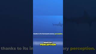 Unveiling the Hammerhead Shark Master of Ocean Sensing [upl. by Lindo]