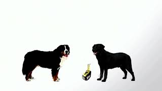 Dogs 101 Bernese mountain dog￼ ENG [upl. by Teddman]