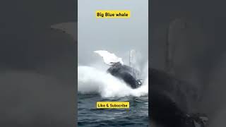 Giant humpback whale 🐋🐳whale whales blue waterfallshortsvideo trending [upl. by Teerell]