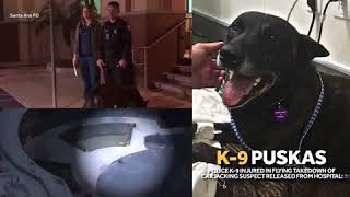 California police K9 injured in viral takedown released from hospital [upl. by Lukas779]