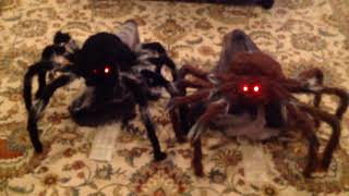 Tekky Toys Jumping Spiders [upl. by Aciraj333]