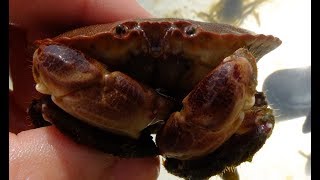 Cancer pagurus  Taschenkrebs  Edible Crab [upl. by Sucramed]