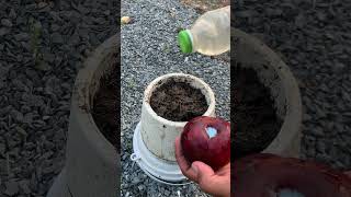 I dear to growing plums gardening fruittree garden coconut [upl. by Adriana]