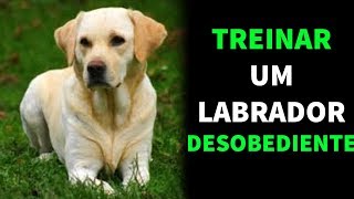 Como Treinar um Labrador Desobediente  Aprenda Como Adestrar Um Labrador [upl. by Bowden]