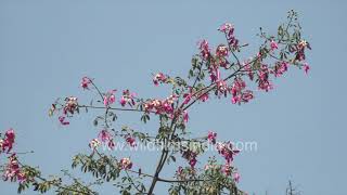 Silk Floss Tree in full Bloom  Pink Magic of Ceiba speciosa in Delhis autumn [upl. by Nahem]