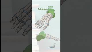 The Tarsal Bones anatomy biology humananatomy animation anatomymadeeasy science doctor [upl. by Hattie164]