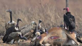 BOENG TOAL VULTURE RESTAURANT Short video [upl. by Trant]