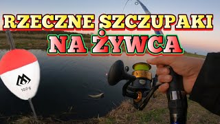 Nic nie złapiesz na żywca  Chyba że z Tobą Uparty Wędkarz zawszę osiągnie cel [upl. by Enimajneb]