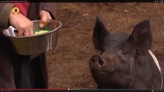 Kees Scheepens probeert varkens zindelijk te maken [upl. by Winonah]