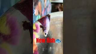 New fish🐟le li🥳fish aquarium trending viralvideo shorts 50k 💹 [upl. by Ninel]