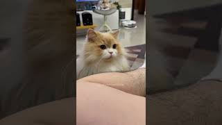 werecat funnypets funny nocat petvideos [upl. by Novyert159]