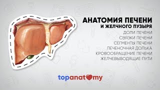 Анатомия печени Печеночная долька Желчный пузырь [upl. by Adhern]