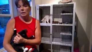 Kitty Harbor Cat Care Solving Litter Box Problems [upl. by Tram]