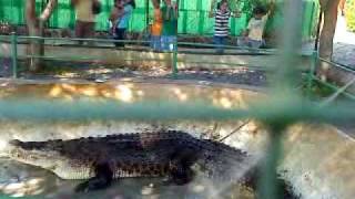 quotPangilquot in the Crocodile Park [upl. by Novak]