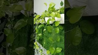 Indoor plants decoration ideas houseplants gardenplants homedecor entrancedecorideas shorts [upl. by Ahtera]