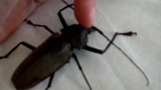 Largest beetle in the Dominican Republic Xixuthrus domingoensis Coleoptera Cerambycidae [upl. by Atikihc]