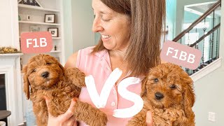 Which Goldendoodle Generation Is Right For You [upl. by Ayahsal]