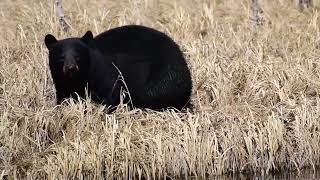 Saskatchewan Black Bear  Prince Albert National Park Saskatchewan Canada [upl. by Sivrat685]