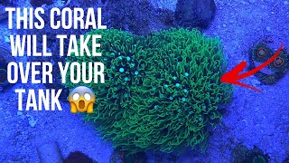 Coral Highlight  Green Star Polyp Care Guide [upl. by Carlick]