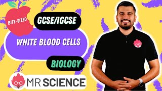 White blood cells  Bitesized  GCSE  IGCSE in 4K  Mr Science [upl. by Giustina317]