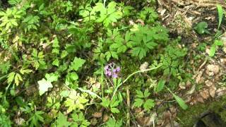 Primula farinosa Raktažolė pelenėlė [upl. by Allmon]