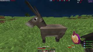 New Donkey Dupe  9b9t2b2t ALL VERSIONS [upl. by Shipley]