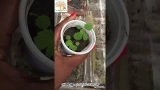 Test de germination des graines de fraises 🍓 à partir des fruits Part 2 Brazzaville [upl. by Wiles514]