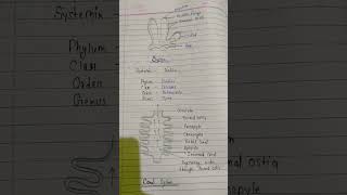 Sycon ka Canal system structure [upl. by Miahc848]