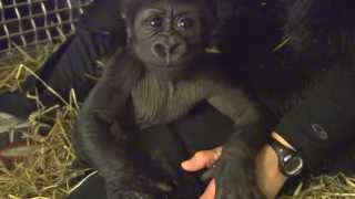 Gorillafication of Baby Gorilla Kamina Week 8  Cincinnati Zoo [upl. by Aicilla]