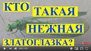 Кто Такая Нежная Златоглазка Золотоочка Chrysopa carnea [upl. by Tada]