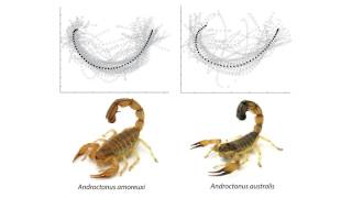 To know a scorpion by its tail the tail strike of scorpions differs between species [upl. by Sylvan]