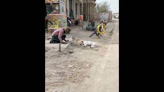 Prank with dog animal funny video shorts viral [upl. by Naget406]