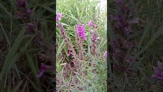 Purple Loosestrife nature flowers summer [upl. by Fife]