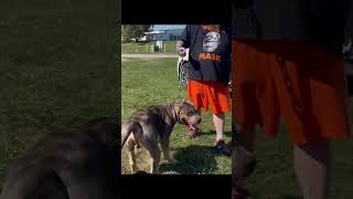 148LBS AMERICAN BULLY [upl. by Florio319]