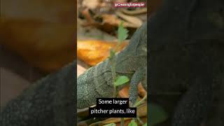 Plants That Eat Animals 🌱🦟 plants shorts animals youtubeshorts nature [upl. by Icrad]