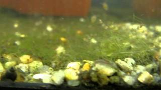 Hyalella azteca  Breeding tank [upl. by Arbma]