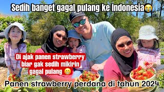 Sedih banget gagal pulang ke Indonesia  perdana panen strawberry di tahun 2024 [upl. by Anined30]