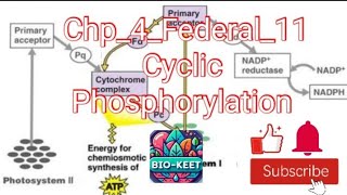 Chp4Federal11 Cyclic flow of electrons ATP synthase ATP productionWhy cyclic flow occurs [upl. by Delsman]