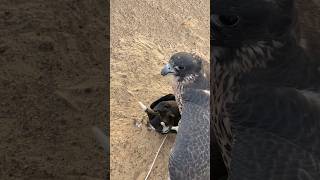 Bird falcon attack 😱🔥 wildlife birds animals [upl. by Gensmer]