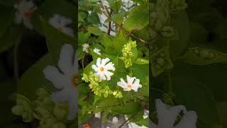 Harsingar Plant Beautiful😍 flowers 🌺💐🌼🌸🌻Subscribe my Channel🙏🙏🙏🙏🙏 [upl. by Lorain]