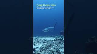 Pelagic thresher shark malapascua philippines scubadiving [upl. by Mable]