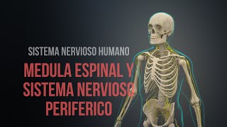 🥇 SISTEMA NERVIOSO SIMPÁTICO 13  Generalidades  ¡Explicación Sencilla [upl. by Dusa]