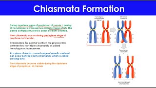 Chiasmata Formation  Meiosis  Cell Cycle [upl. by Grimes628]