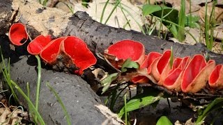 Sarcoscypha coccinea [upl. by Meadow929]