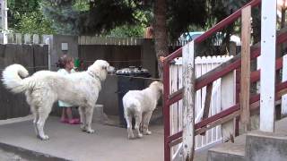 A három házörző Hungary Pentelei Molnár Kuvasz Kennel [upl. by Rider630]