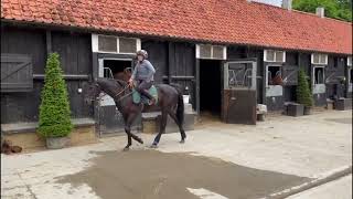 Newmarket Gallop 250524  Julia Feilden Racing [upl. by Appilihp]