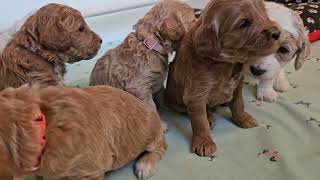 3 week old Mini Goldendoodle puppies [upl. by Barraza]