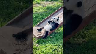 🔴 Sabias Que ✅ Oso Panda [upl. by Orvan551]